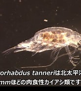 Image result for "heterorhabdus Tanneri". Size: 165 x 185. Source: www.youtube.com