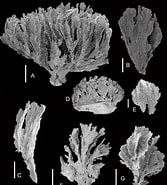 Image result for Clathria Clathria Acanthotoxa Klasse. Size: 167 x 185. Source: www.researchgate.net