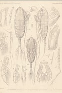 Image result for "augaptilus Glacialis". Size: 124 x 185. Source: www.marinespecies.org