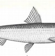 Afbeeldingsresultaten voor Spratelloides robustus. Grootte: 182 x 143. Bron: fishbiosystem.ru
