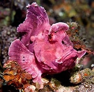 Image result for Scorpaenoidei. Size: 189 x 185. Source: natechertack.com