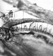 Image result for Synchelidium maculatum. Size: 176 x 185. Source: www.aphotomarine.com