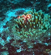 Afbeeldingsresultaten voor Oceanapia Robusta Geslacht. Grootte: 173 x 185. Bron: oceanexplorer.noaa.gov