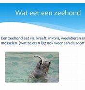 Afbeeldingsresultaten voor Wat eet een zeehond. Grootte: 176 x 185. Bron: www.slideserve.com