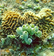 Image result for Didemnidae. Size: 176 x 185. Source: www.chaloklum-diving.com