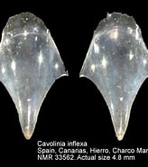 Afbeeldingsresultaten voor "cavolinia inflexa Imitans". Grootte: 164 x 185. Bron: nmr-pics.nl