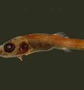 Image result for "bathylagus Greyae". Size: 174 x 185. Source: fishesofaustralia.net.au