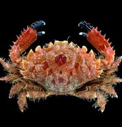 Image result for "phymodius Nitidus". Size: 178 x 185. Source: www.crabdatabase.info