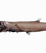 Image result for "neonesthes Capensis". Size: 162 x 185. Source: fishesofaustralia.net.au