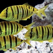 Afbeeldingsresultaten voor Gouden makreel. Grootte: 183 x 180. Bron: aquainfo.nl