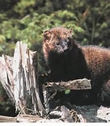 Image result for Fisher animal Wikipedia. Size: 161 x 185. Source: en.wikipedia.org