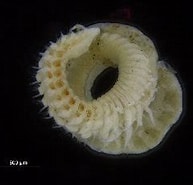 Image result for "aricidea Minuta". Size: 193 x 159. Source: v3.boldsystems.org