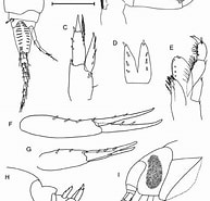 Afbeeldingsresultaten voor Tryphosella nanoides Orde. Grootte: 193 x 185. Bron: www.researchgate.net
