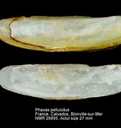 Image result for "phaxas Pellucidus". Size: 174 x 185. Source: www.nmr-pics.nl