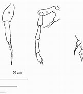 Afbeeldingsresultaten voor "paracalanus Indicus". Grootte: 162 x 185. Bron: www.researchgate.net