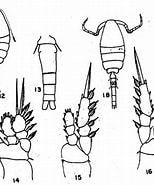 Image result for Oithona simplex Klasse. Size: 154 x 185. Source: copepodes.obs-banyuls.fr