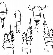 Afbeeldingsresultaten voor Oithona simplex Onderklasse. Grootte: 180 x 185. Bron: copepodes.obs-banyuls.fr