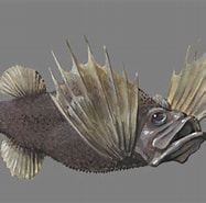 Image result for "mirapinna Esau". Size: 187 x 185. Source: animaldiversity.org
