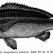 Afbeeldingsresultaten voor Parapristipoma Superklasse. Grootte: 183 x 158. Bron: fishbiosystem.ru