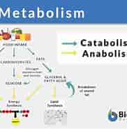 Cells Need Blank for Metabolism-এর ছবি ফলাফল. আকার: 182 x 185. সূত্র: www.biologyonline.com
