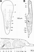 Billedresultat for Otocelididae. størrelse: 121 x 185. Kilde: www.researchgate.net