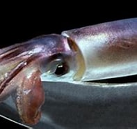 Image result for Sthenoteuthis pteropus. Size: 197 x 123. Source: scitechdaily.com