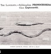 Image result for Leptocardii. Size: 174 x 185. Source: www.alamy.de