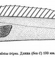 Afbeeldingsresultaten voor Nealotus tripes dieet. Grootte: 180 x 91. Bron: fishbiosystem.ru