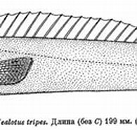 Afbeeldingsresultaten voor Nealotus tripes Klasse. Grootte: 195 x 91. Bron: fishbiosystem.ru