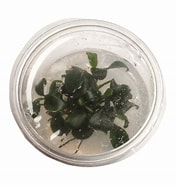 Image result for Anubias Nana Petite Tissue Culture. Size: 176 x 185. Source: www.thewarehouse.co.nz