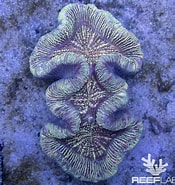 Image result for Trachyphylliidae. Size: 175 x 185. Source: www.reeflab.com