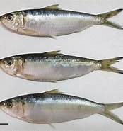 Bildresultat för "sardinella Maderensis". Storlek: 174 x 185. Källa: www.researchgate.net