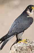 mida de Resultat d'imatges per a Falconiformes Wikipedia.: 120 x 185. Font: www.pinterest.com.mx