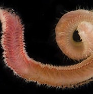 Image result for Naineris. Size: 183 x 185. Source: www.invertebase.org