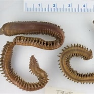 Afbeeldingsresultaten voor Nephtys ciliata. Grootte: 185 x 185. Bron: www.marinespecies.org