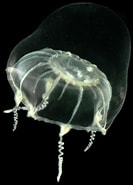 Afbeeldingsresultaten voor Aequoreidae Wikipedia. Grootte: 133 x 185. Bron: www.roboastra.com