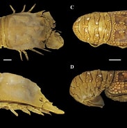 Afbeeldingsresultaten voor Scyllarus depressus. Grootte: 183 x 185. Bron: www.researchgate.net