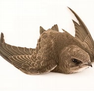 Afbeeldingsresultaten voor "leucon Pallidus". Grootte: 190 x 185. Bron: www.joelsartore.com