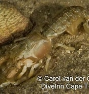 Image result for "upogebia Capensis". Size: 175 x 185. Source: www.inaturalist.org