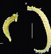 Afbeeldingsresultaten voor Typhloscolecidae. Grootte: 175 x 185. Bron: www.researchgate.net