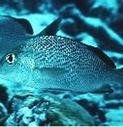 Image result for "haemulon Parra". Size: 178 x 118. Source: www.fishbase.se