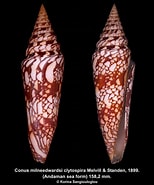 Image result for "paracyclois Milneedwardsi". Size: 154 x 185. Source: www.george-shells.com