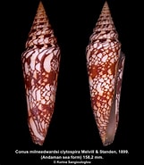 Image result for "paracyclois Milneedwardsi". Size: 161 x 185. Source: www.george-shells.com