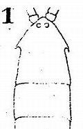 Afbeeldingsresultaten voor Pontella mediterranea. Grootte: 95 x 185. Bron: copepodes.obs-banyuls.fr