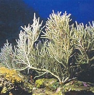 Afbeeldingsresultaten voor Muricea pinnata Orde. Grootte: 183 x 185. Bron: www.ecured.cu