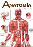 Tamaño de Resultado de imágenes de Anatomía Humana.: 130 x 185. Fuente: serespensantes.com