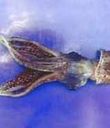 Image result for "histioteuthis Bonnellii". Size: 159 x 129. Source: www.sealifebase.ca