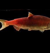 Image result for Oncorhynchus. Size: 174 x 185. Source: www.joelsartore.com