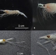 Afbeeldingsresultaten voor "Stylocheiron Elongatum". Grootte: 190 x 185. Bron: www.researchgate.net