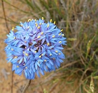 Image result for "margelopsis Australia". Size: 195 x 185. Source: gardeningwithangus.com.au